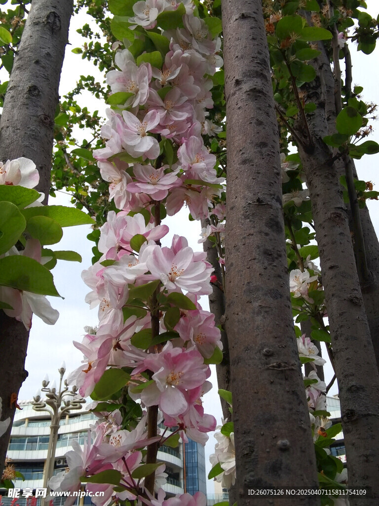 一枝花