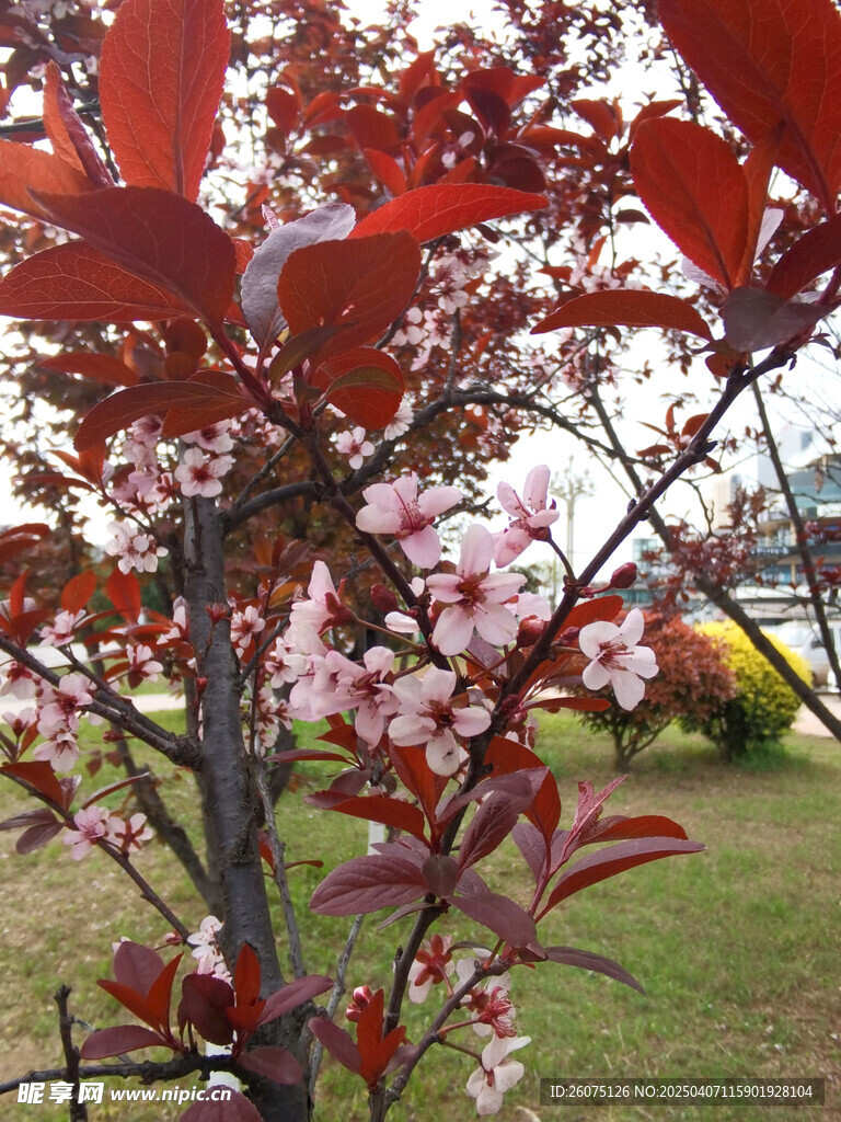 紫叶李