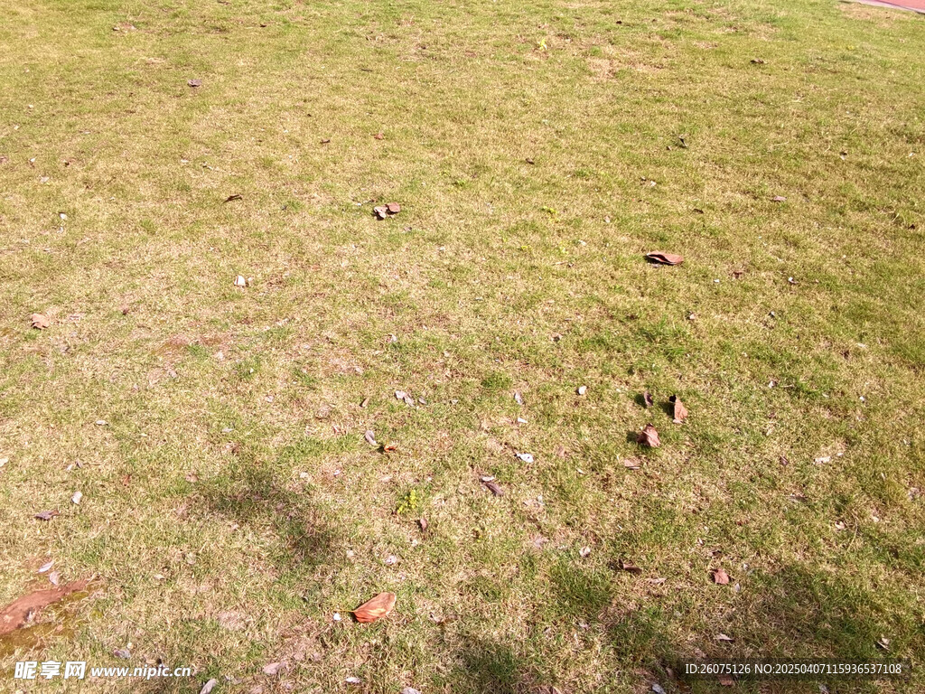 草地