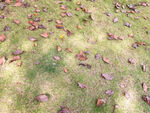 阳光草地