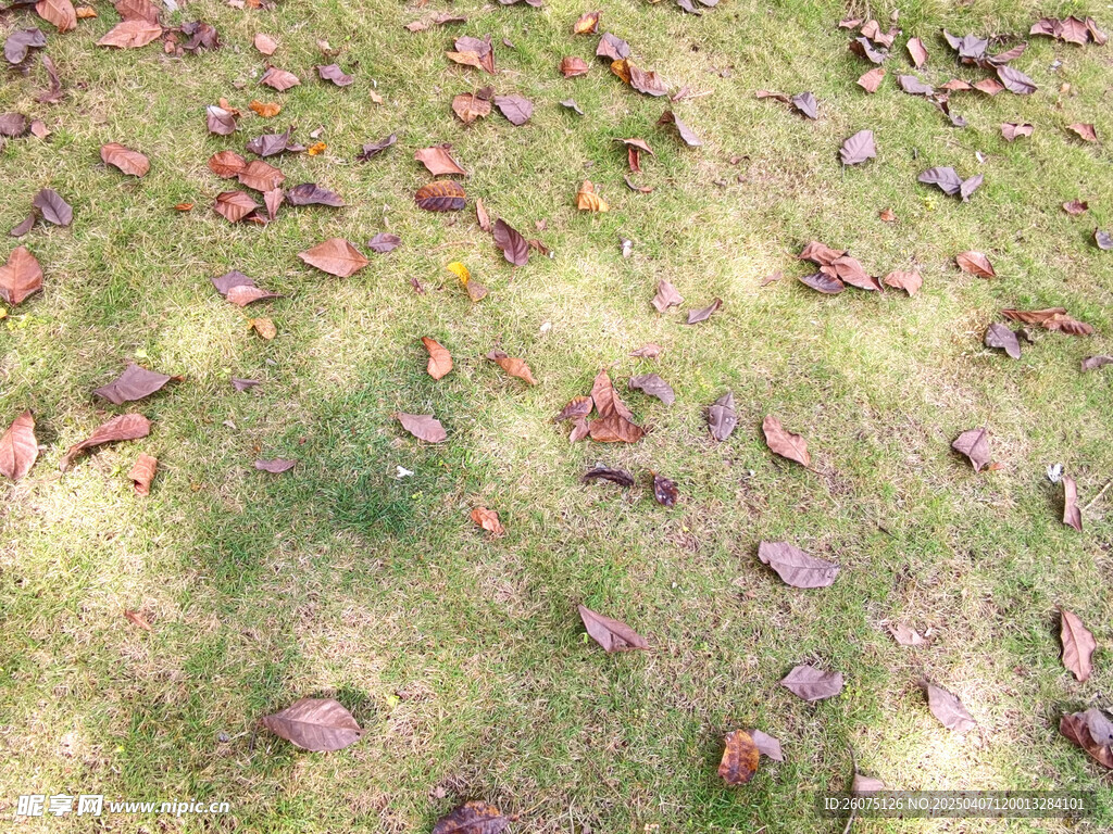 阳光草地