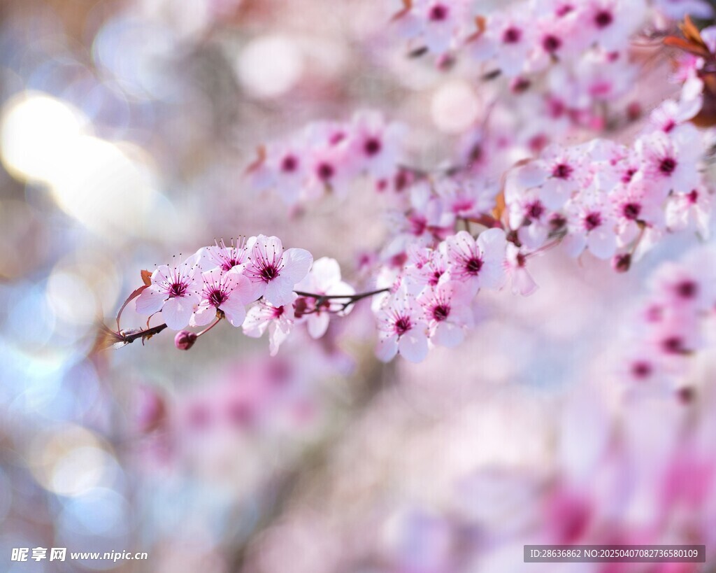 樱花