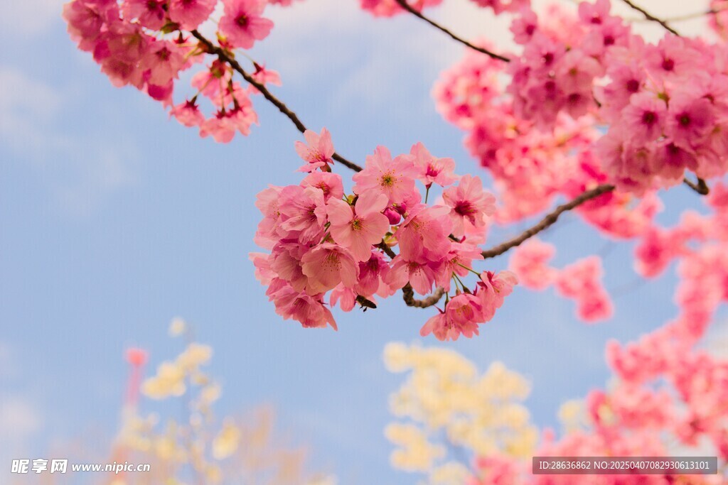 樱花
