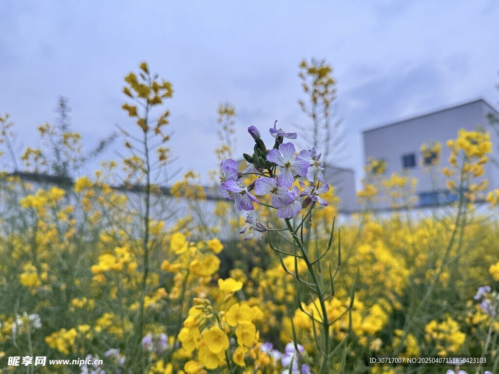 油菜花