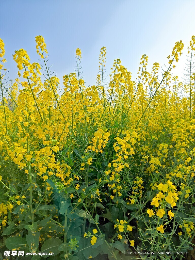 油菜花