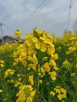 油菜花