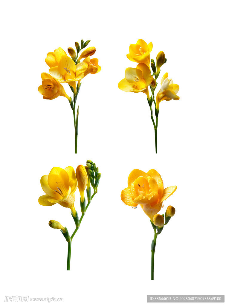 小苍兰鲜花图