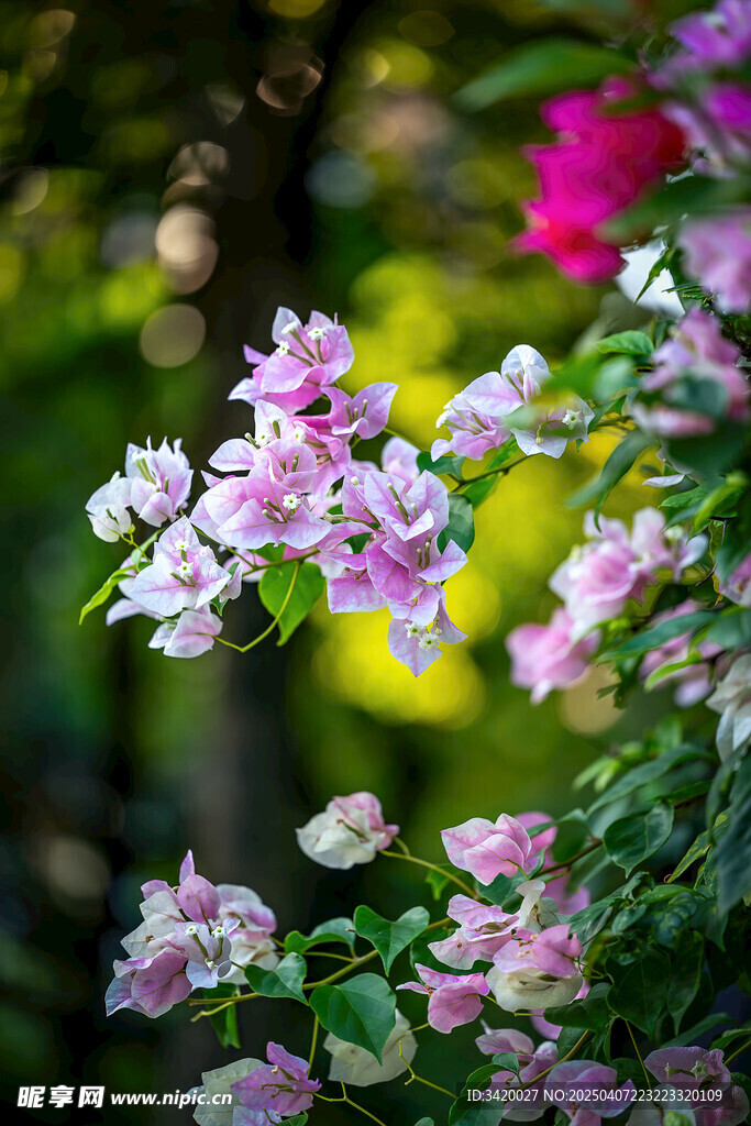叶子花
