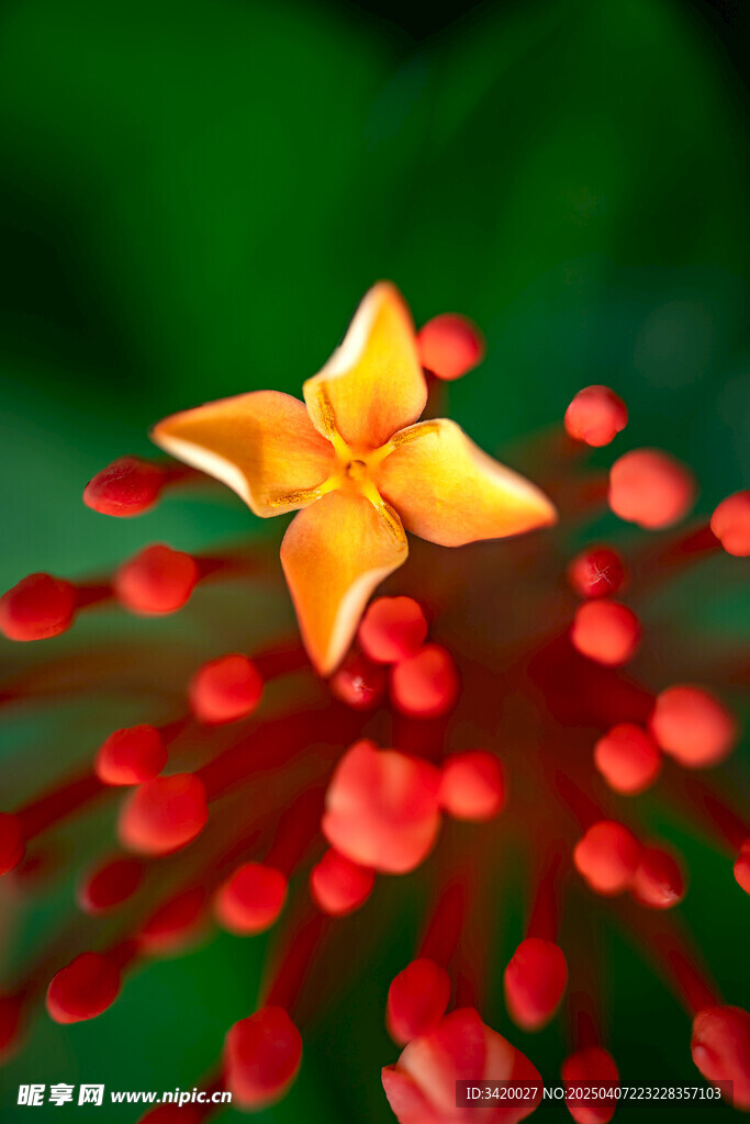 龙船花