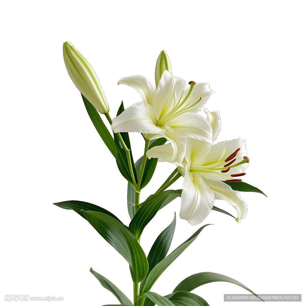 百合
