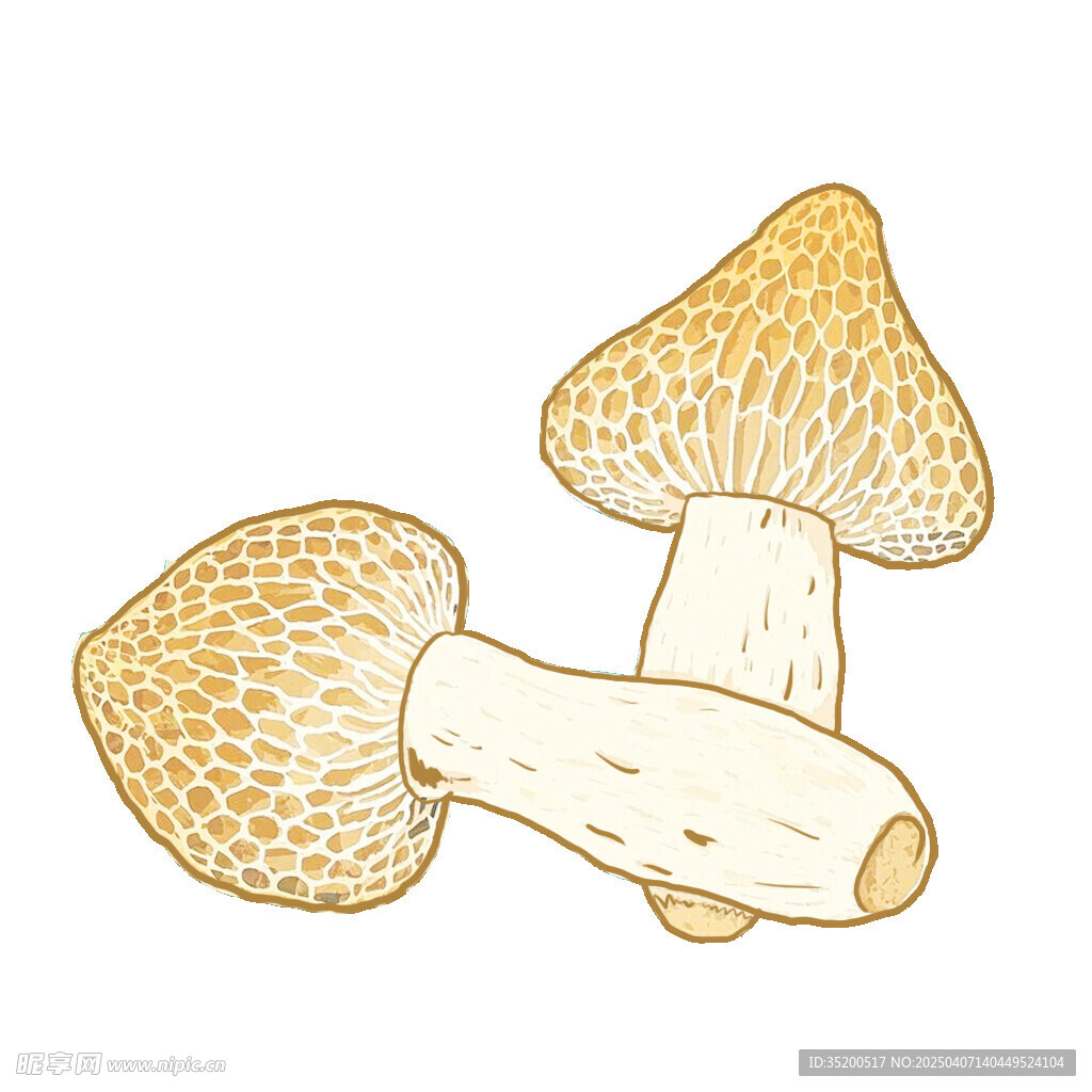 竹荪手绘插画