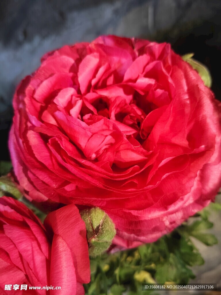 山茶花