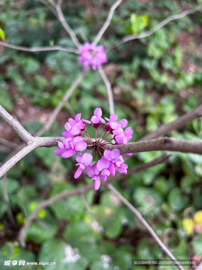 紫荆花 