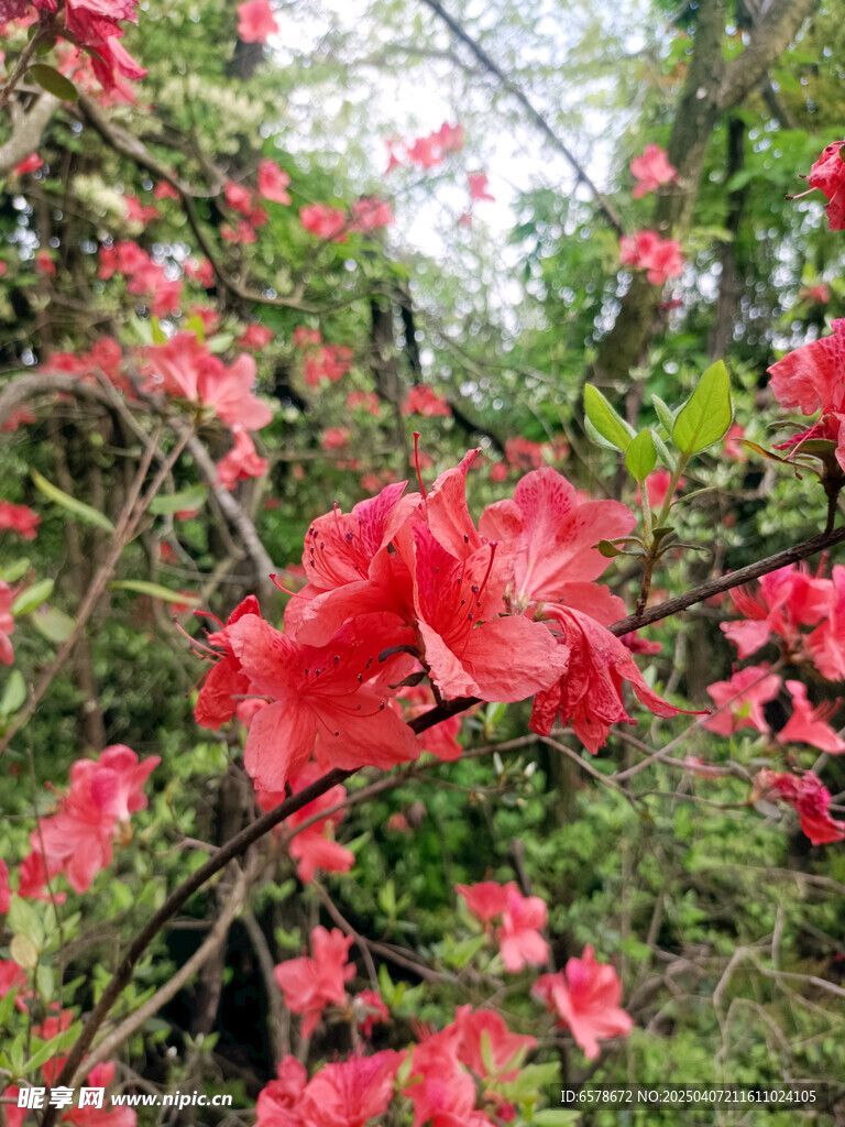 映山红