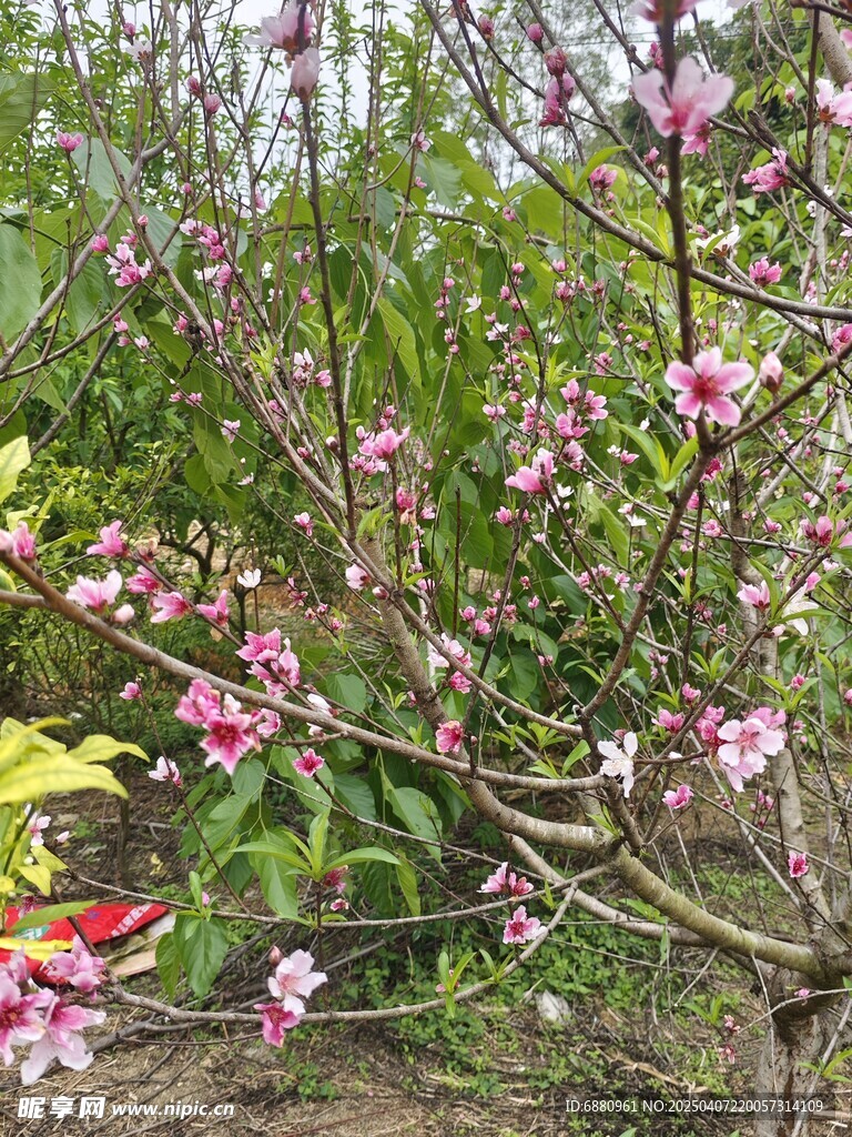 桃花树