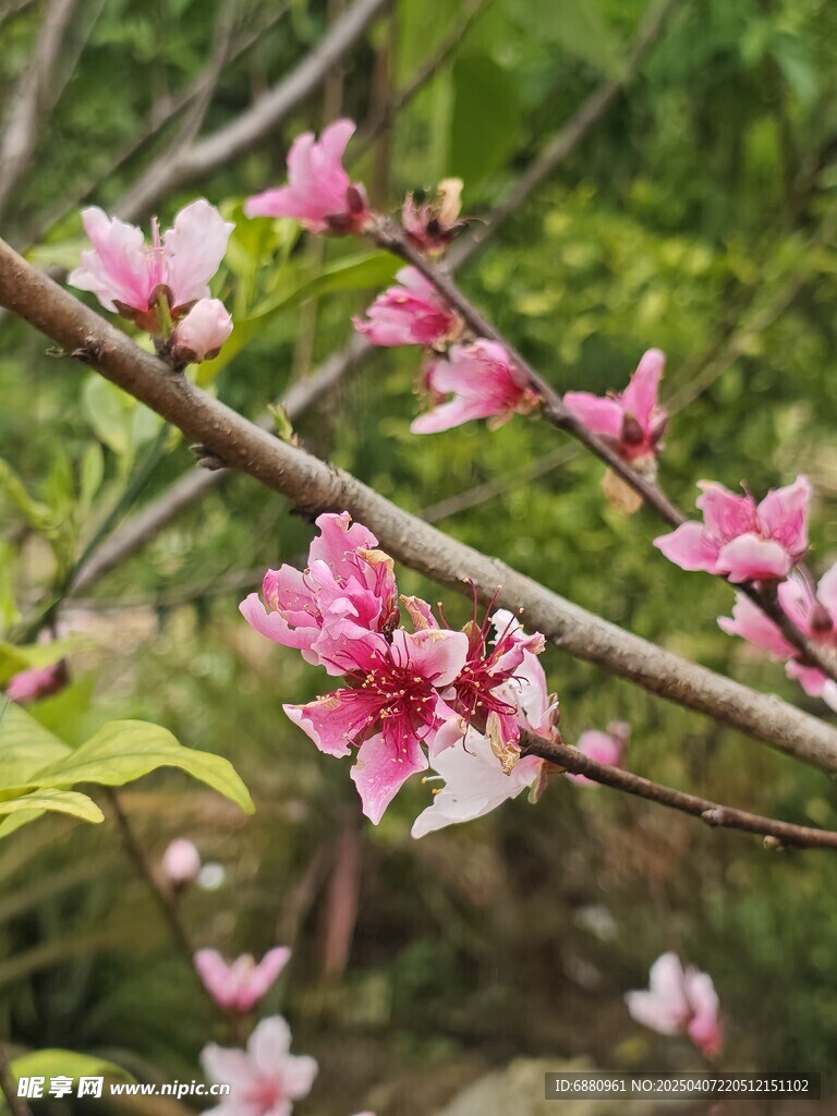 桃花桃树
