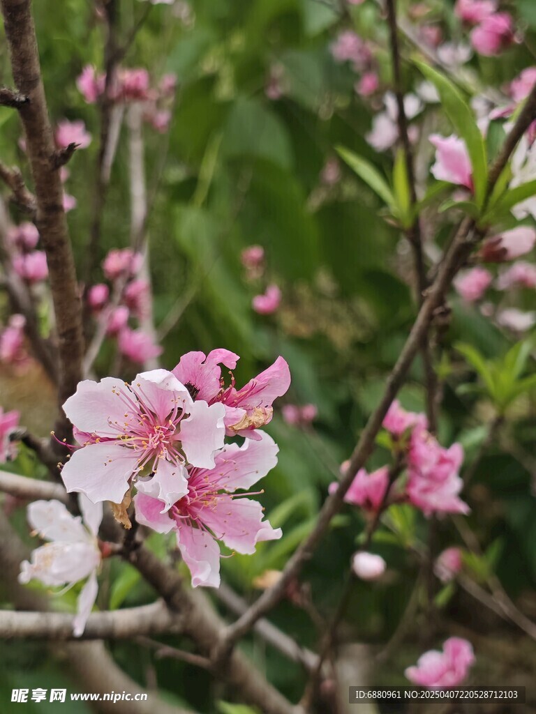 桃花桃树