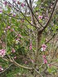 桃花树