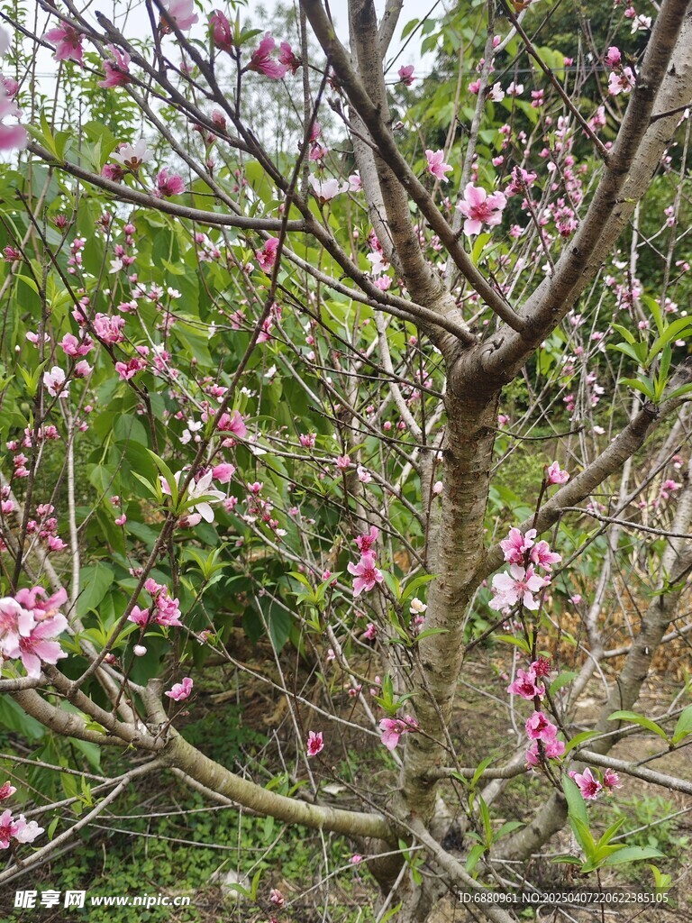 桃花树