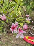 桃花树