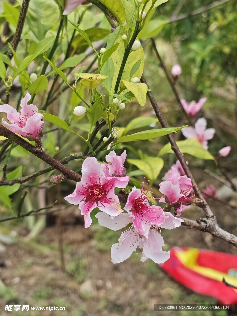 桃花树