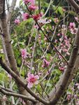 桃花树