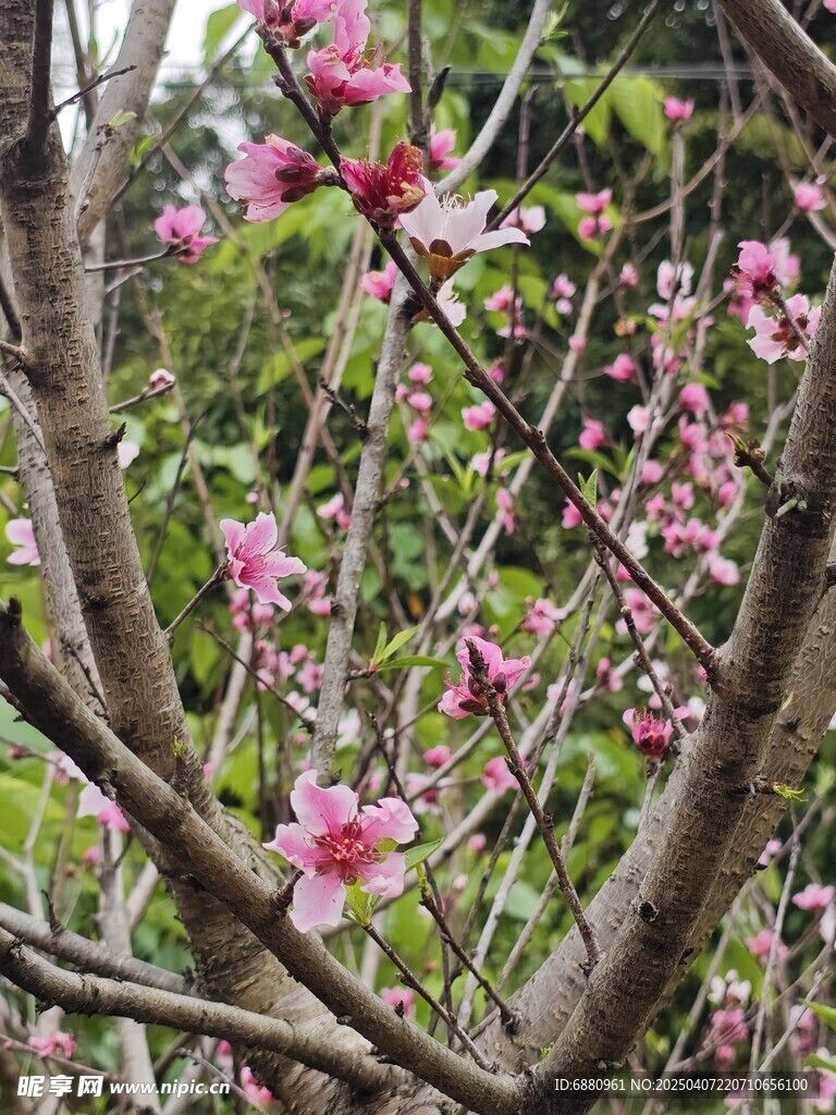 桃花树