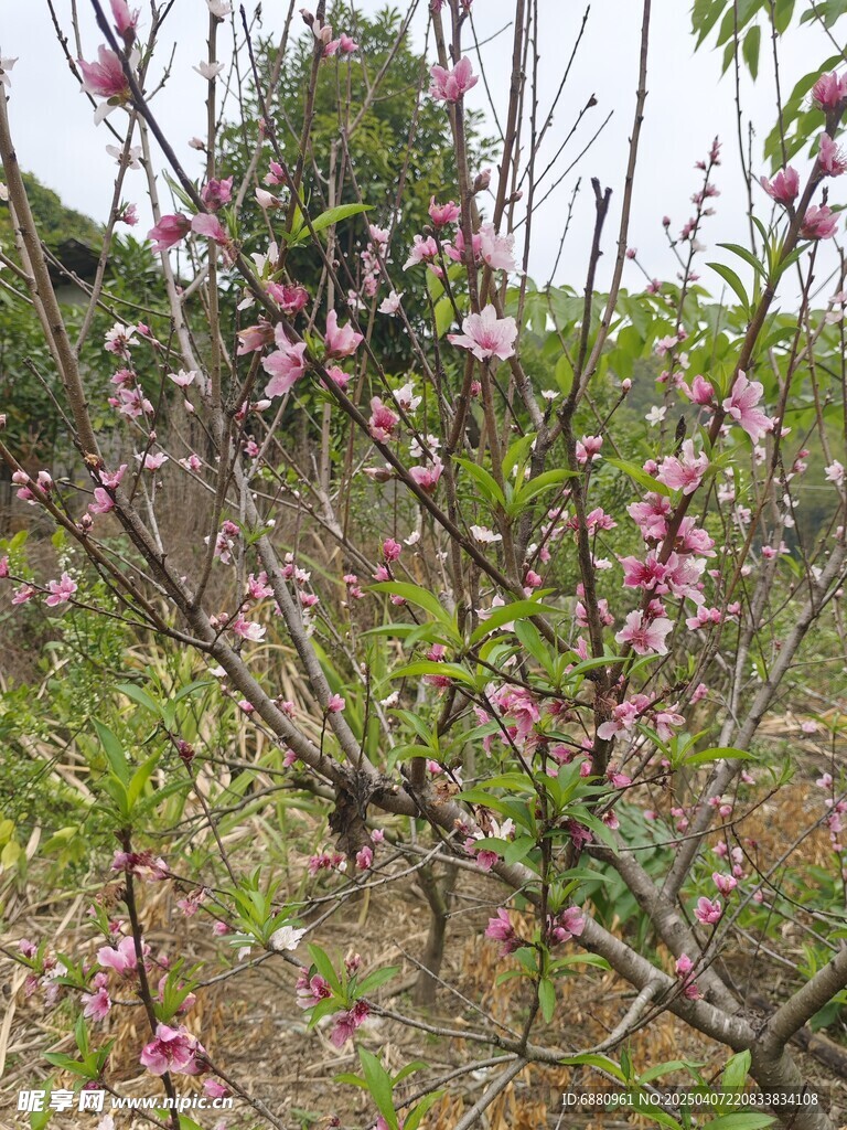桃花树