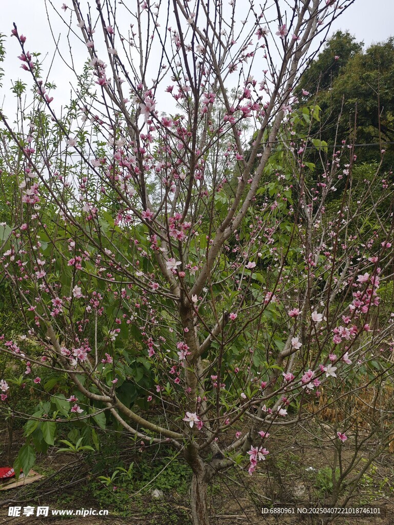 桃花树