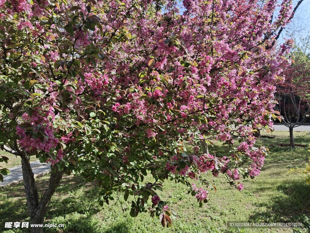 红色樱花树