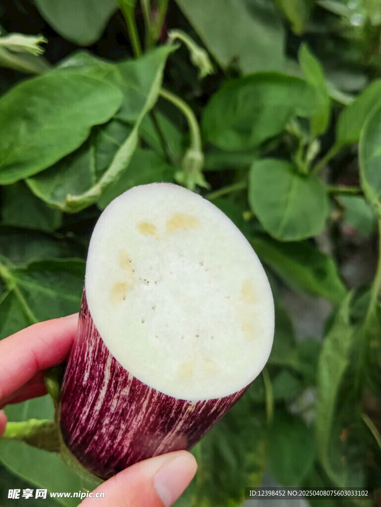 茄子