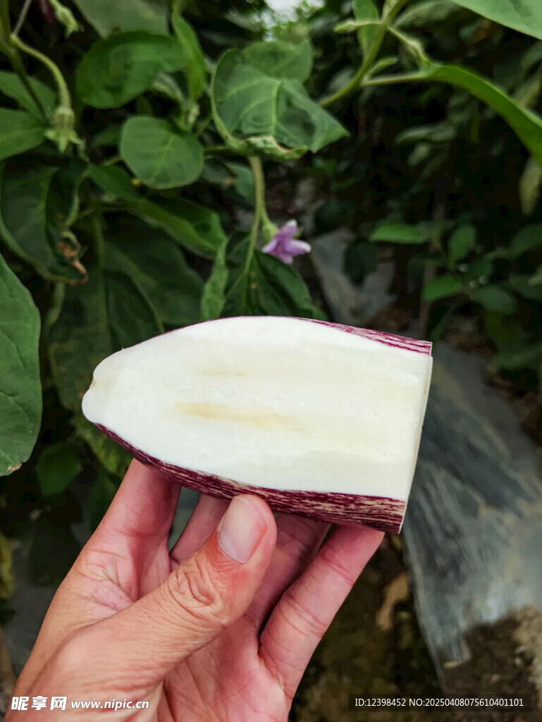 茄子