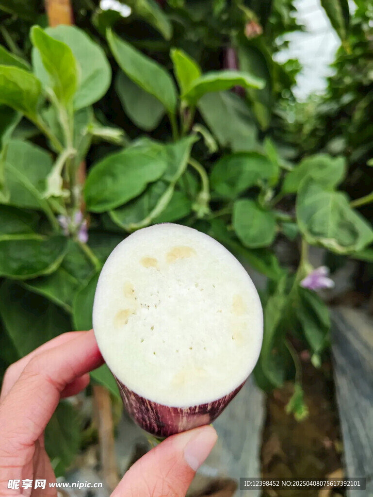 茄子