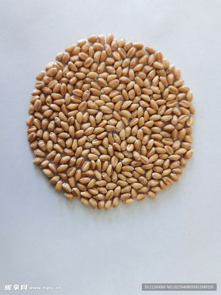 麦粒
