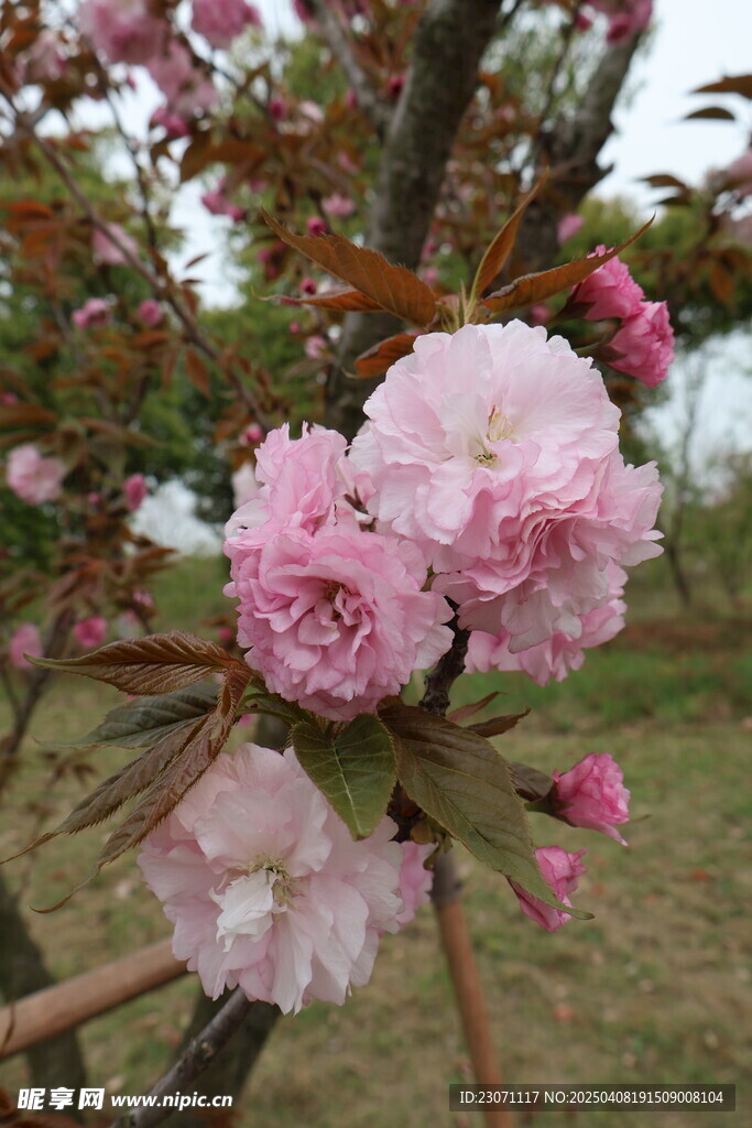 海棠花