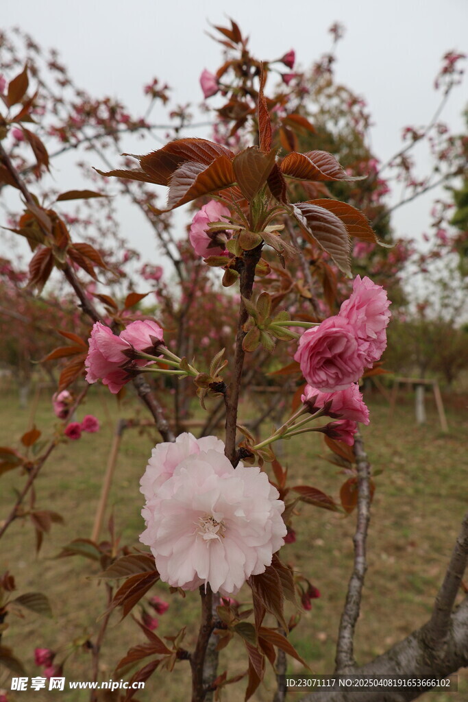 海棠花