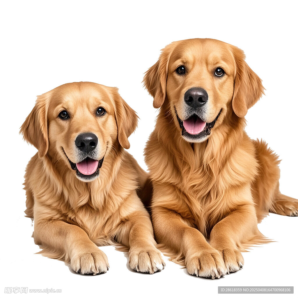 两只金毛 金毛宠物犬