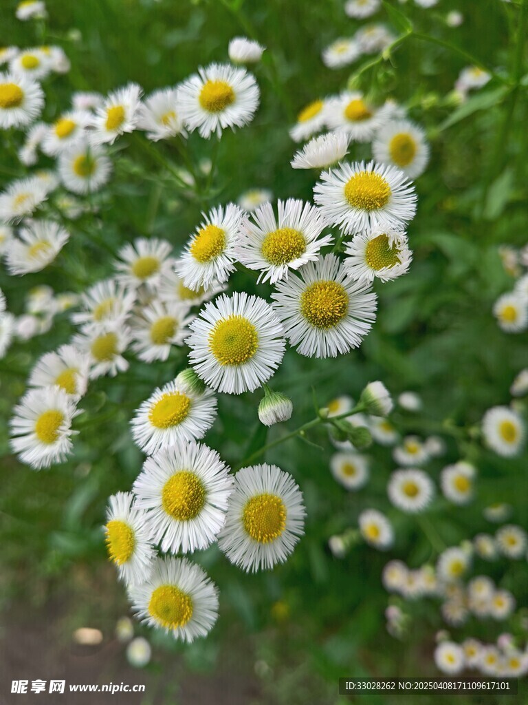 一年蓬