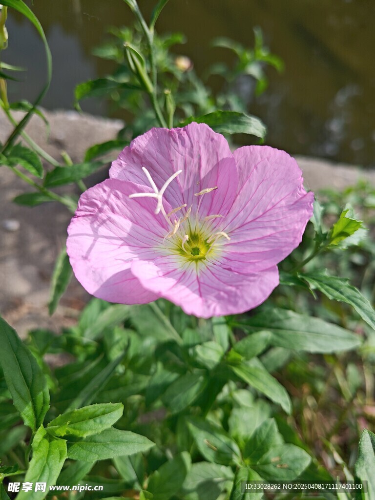 美丽月见草