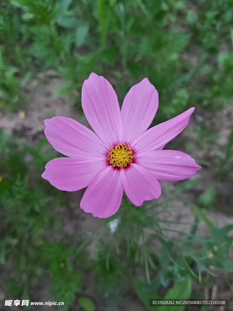格桑花 波斯菊 秋英