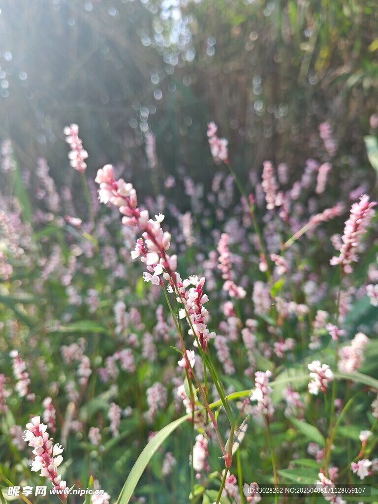 愉悦蓼 水蓼