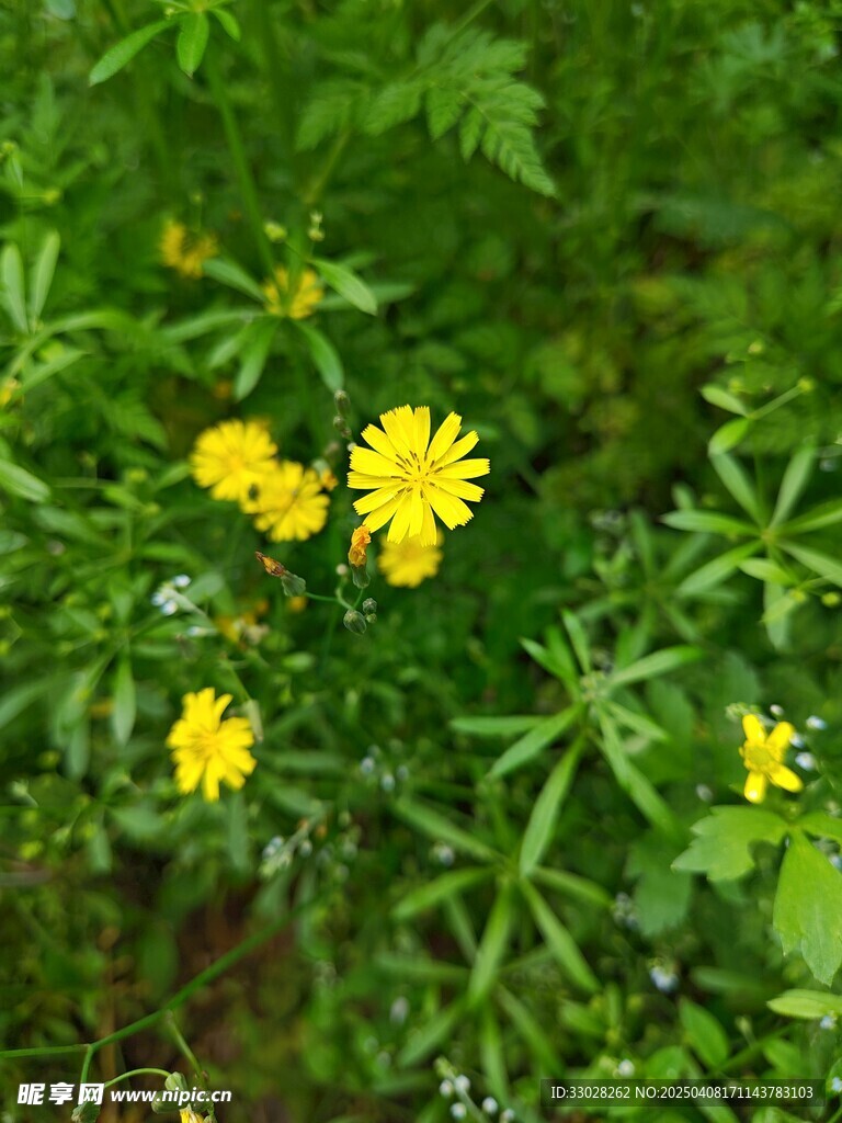 黄鹌菜