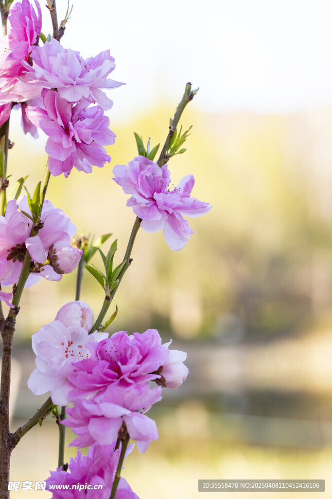 春之桃花