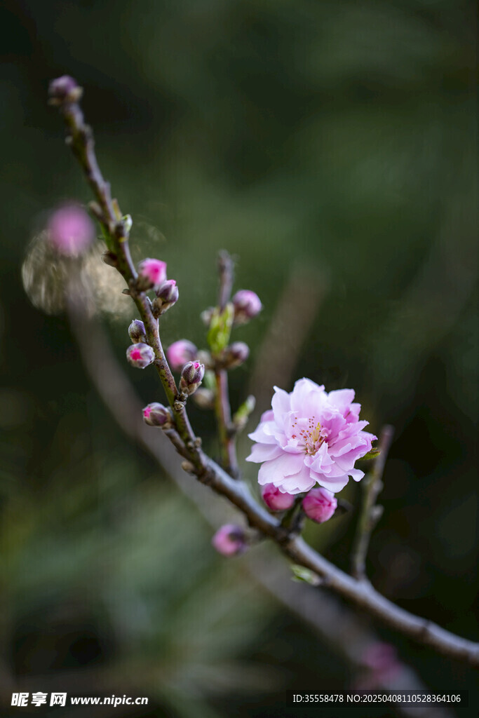 春之桃花