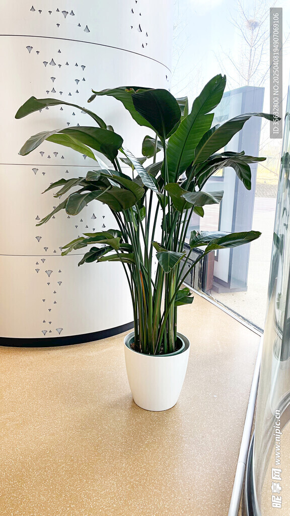 高档室内大叶绿植盆景