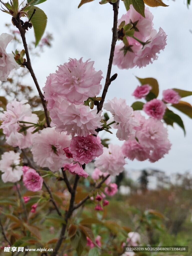 樱花