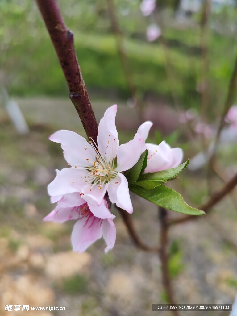 桃花