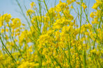 油菜花
