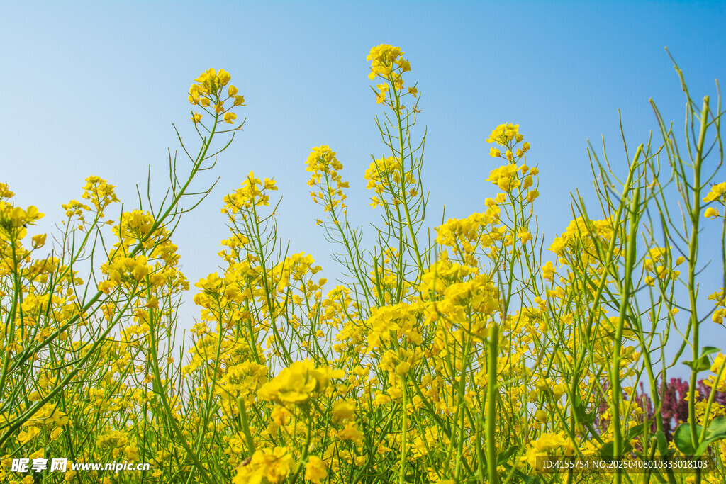 盛开黄色油菜花田