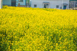 油菜花田与背景建筑